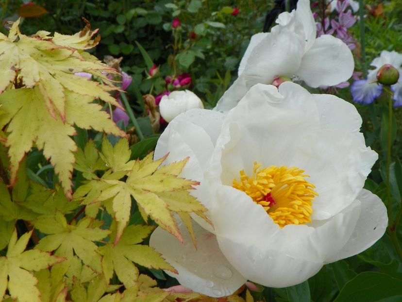 portaltoi High Noon - Bujori 2019