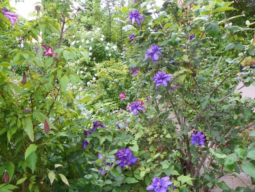 3 iun (76) - Clematite 2019