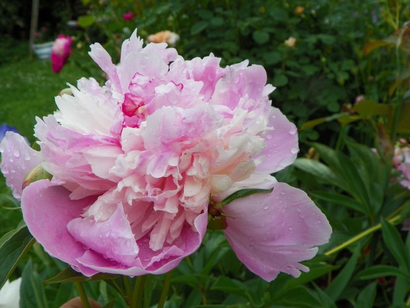 Sorbet - Bujori 2019