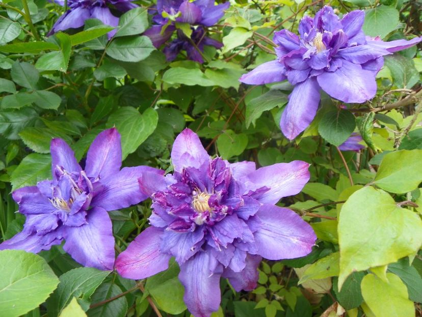 3 iun (77) - Clematite 2019