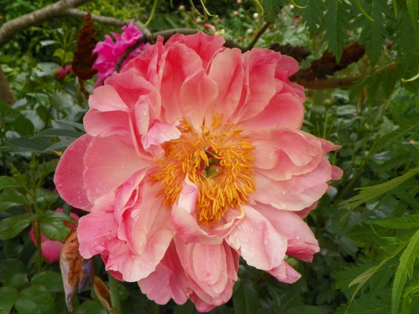 Coral Sunset - Bujori 2019