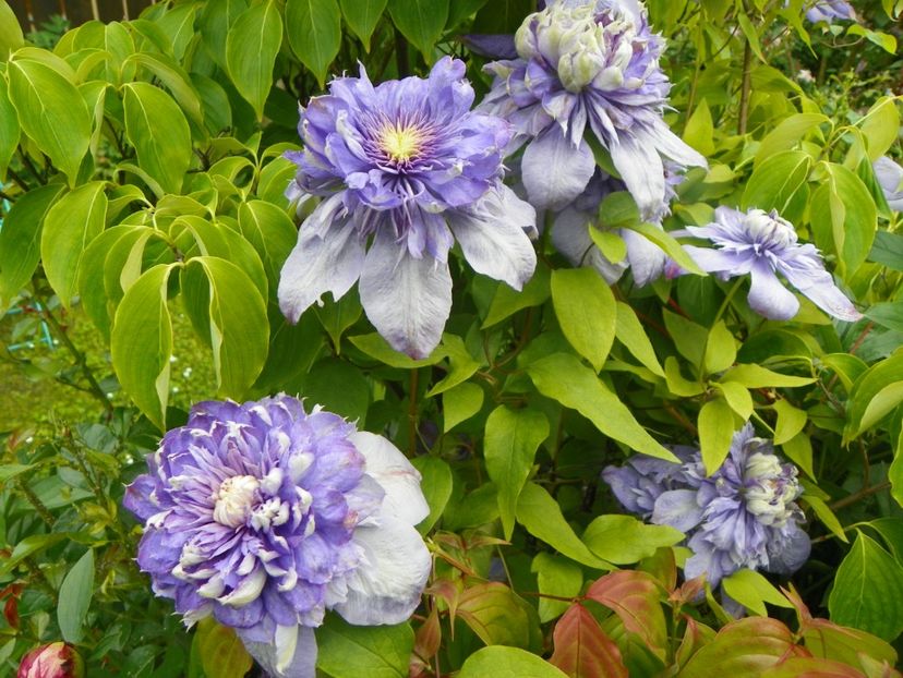 3 iun (79) - Clematite 2019