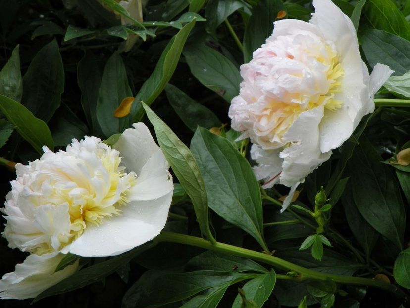 Top Brass - Bujori 2019