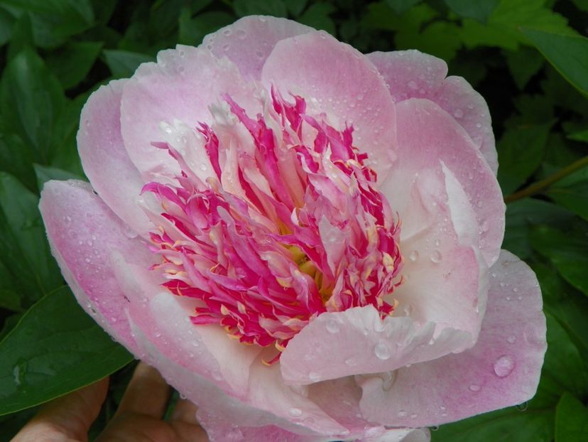 Do Tell - Bujori 2019