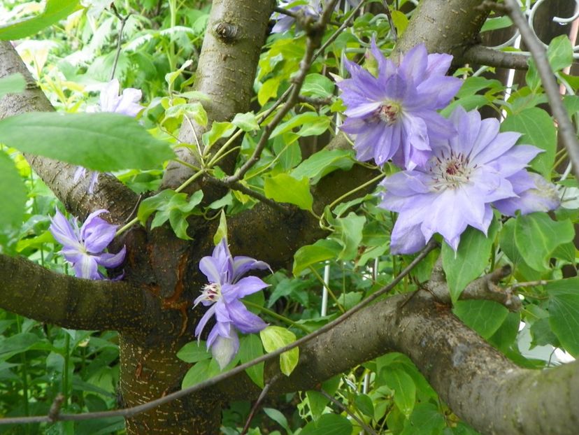 3 iun (120) - Clematite 2019