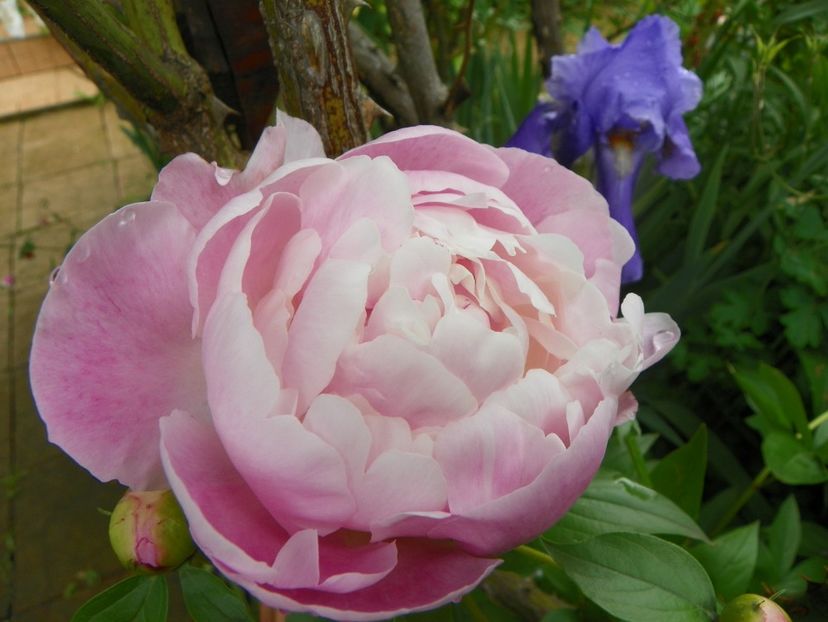 Angelika - Bujori 2019