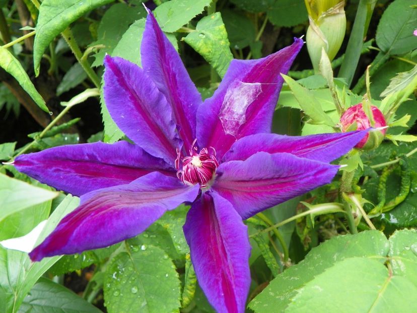 3 iun (125) - Clematite 2019