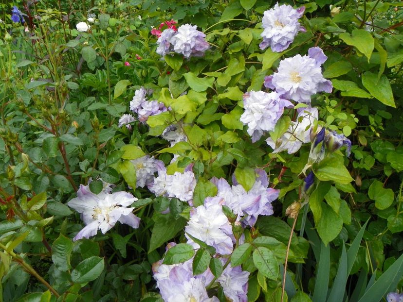 3 iun (134) - Clematite 2019