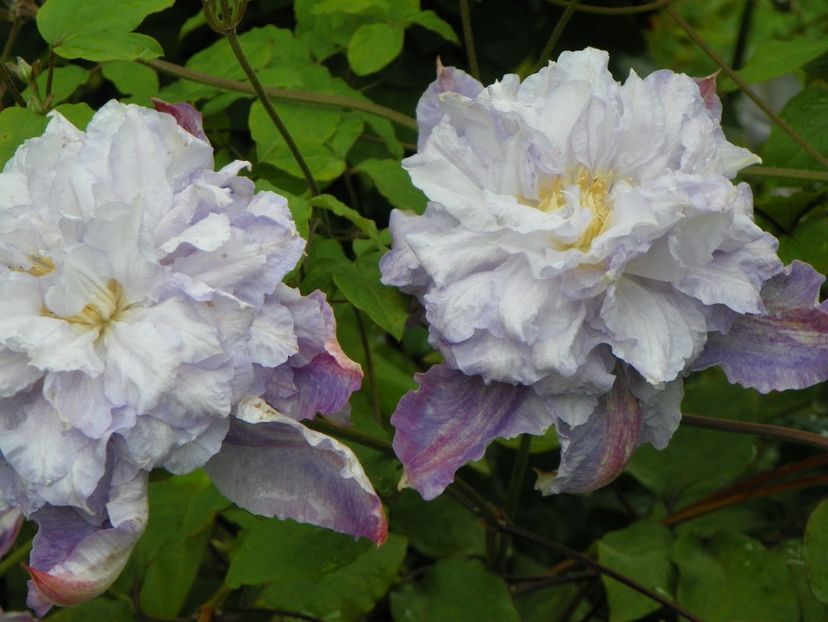 3 iun (135) - Clematite 2019