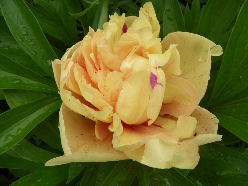 Lemon Dream - Bujori arbustivi si itoh 2019