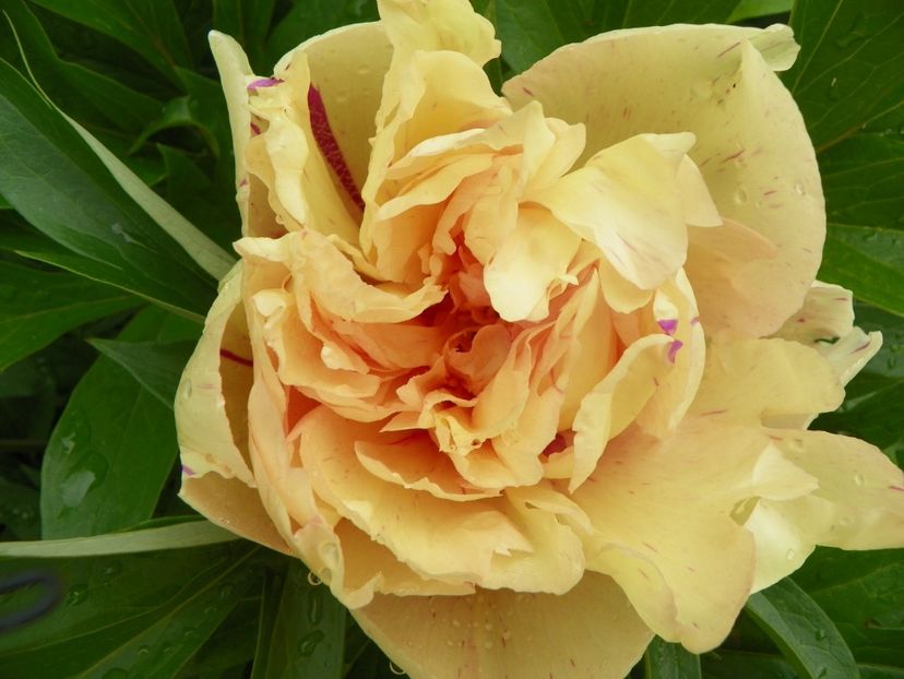 Lemon Dream - Bujori arbustivi si itoh 2019