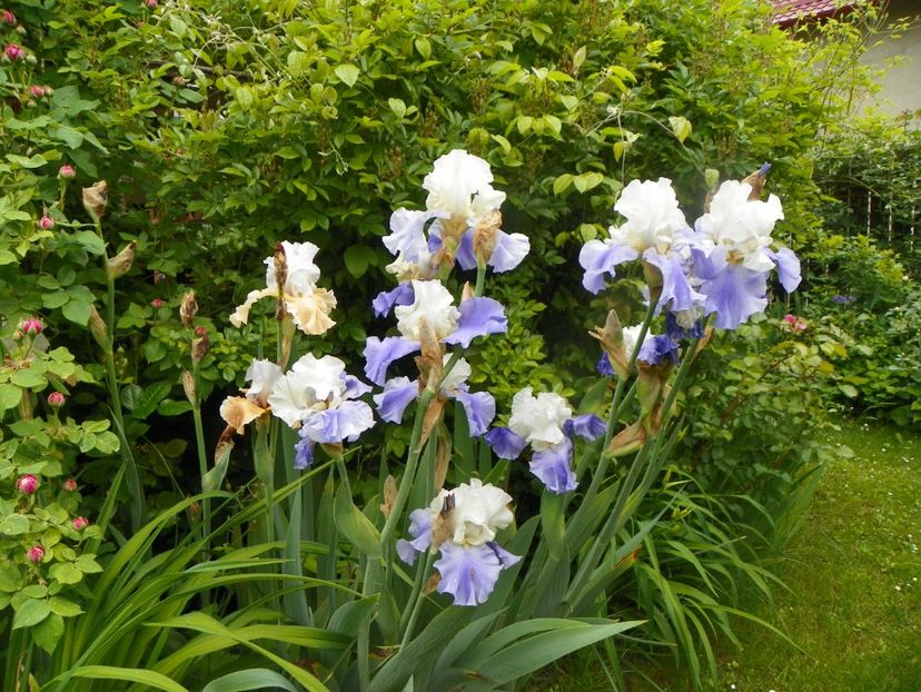 1 iun (12) - Irisi 2019