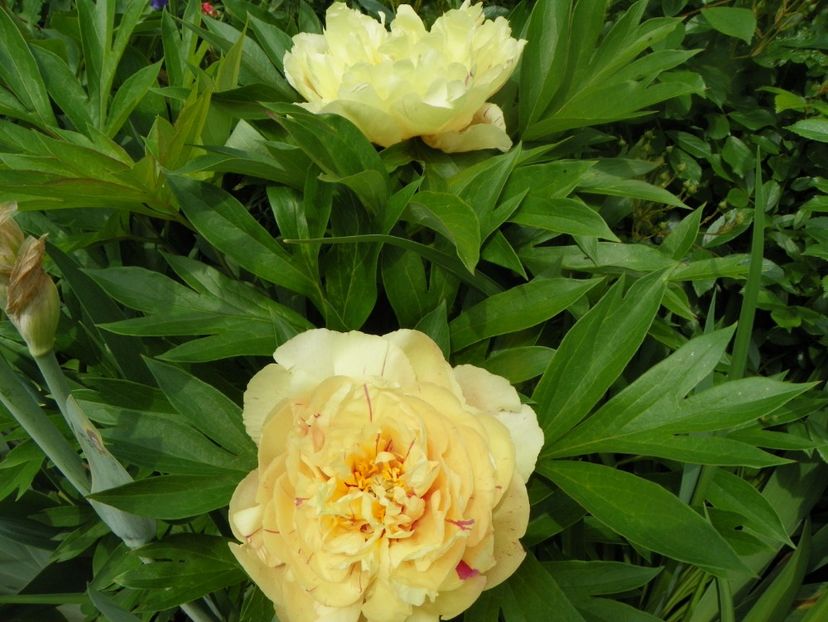 Lemon Dream - Bujori arbustivi si itoh 2019