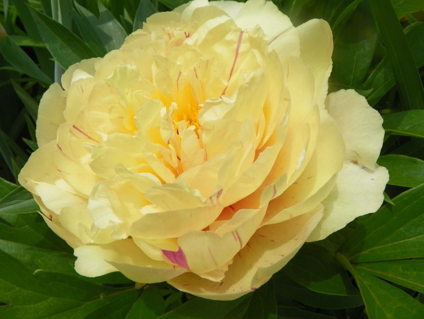 Lemon Dream - Bujori arbustivi si itoh 2019