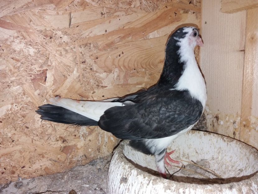 6913  femelă  2019 - Plecați ALBUM 2