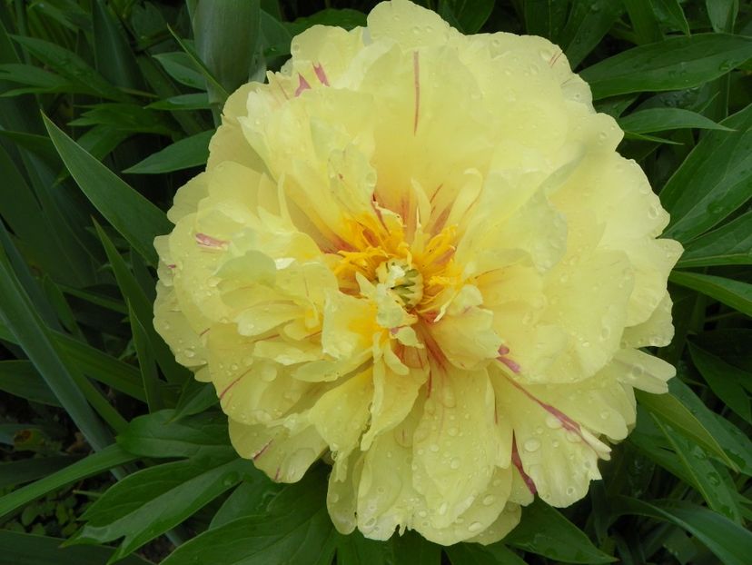 Lemon Dream - Bujori arbustivi si itoh 2019