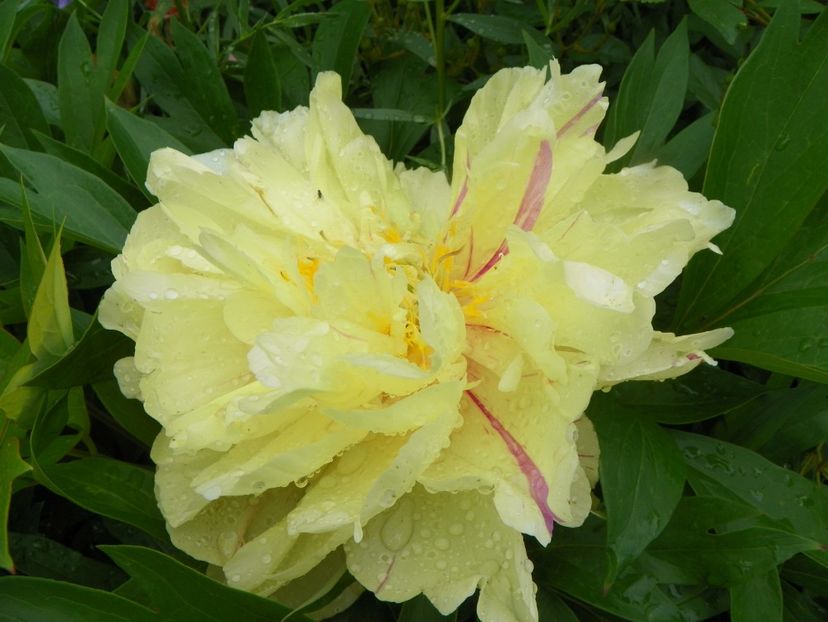 Lemon Dream - Bujori arbustivi si itoh 2019