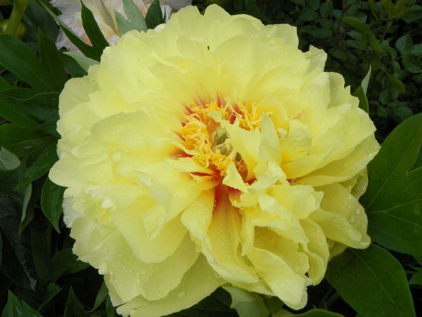 3 iun (132) - Bujori arbustivi si itoh 2019