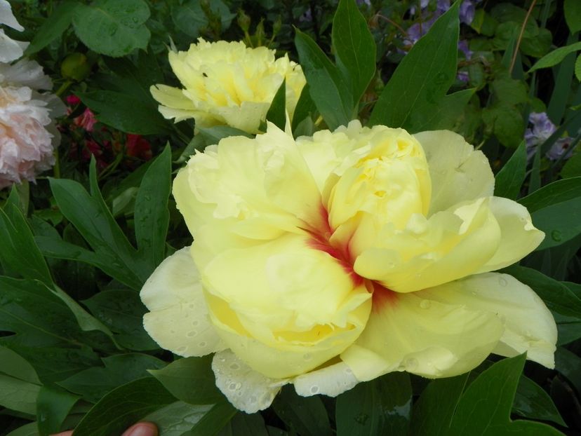 3 iun (133) - Bujori arbustivi si itoh 2019