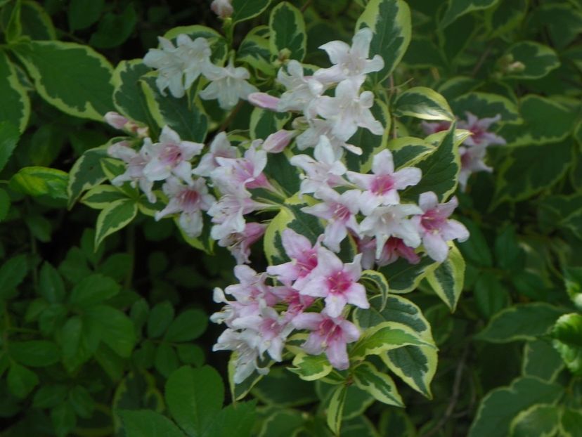 3 iun (41) - Copacei si arbusti 2019