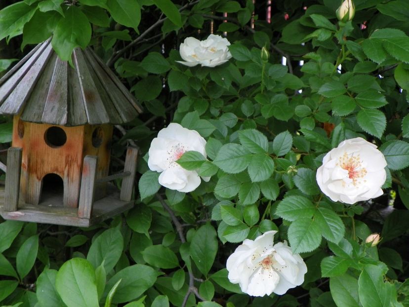 1 iun (5) - Trandafiri 2019