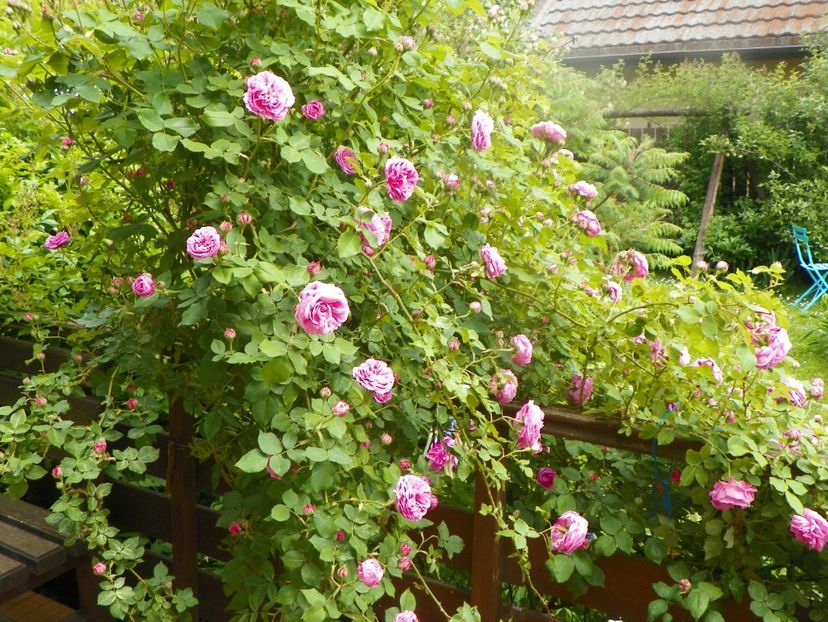 3 iun (1) - Trandafiri 2019