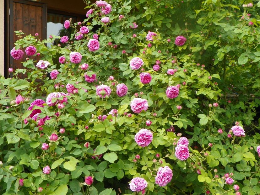 3 iun (2) - Trandafiri 2019