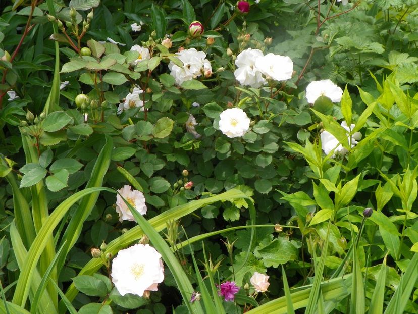 3 iun (23) - Trandafiri 2019