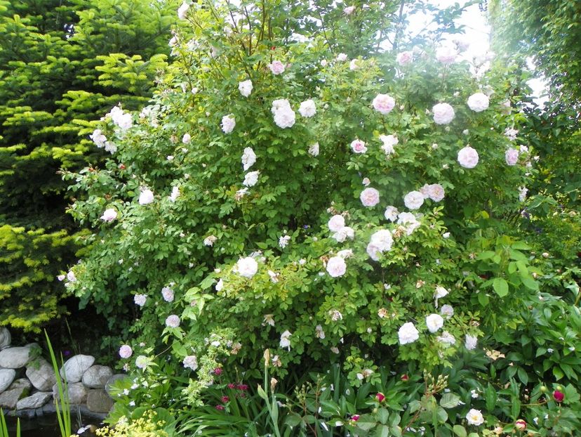 3 iun (24) - Trandafiri 2019