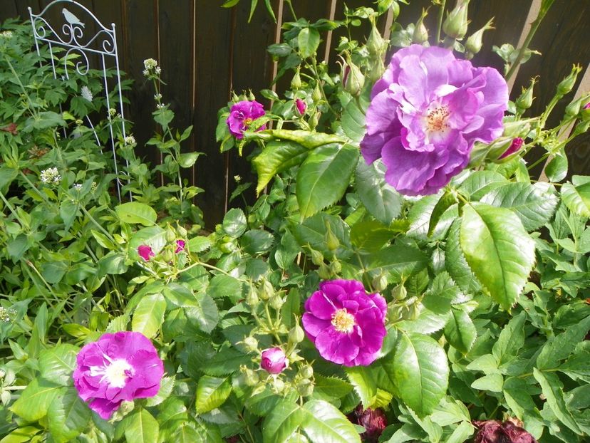 3 iun (32) - Trandafiri 2019