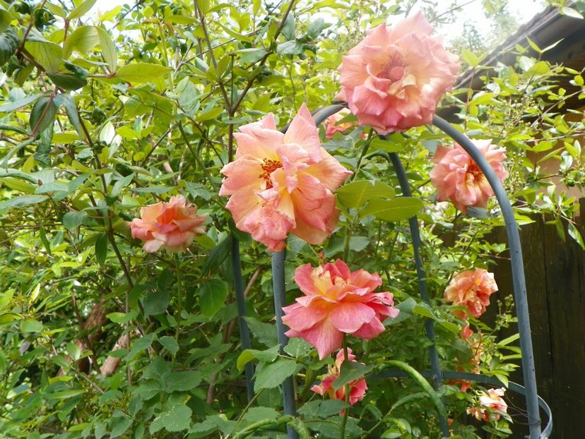 3 iun (33) - Trandafiri 2019