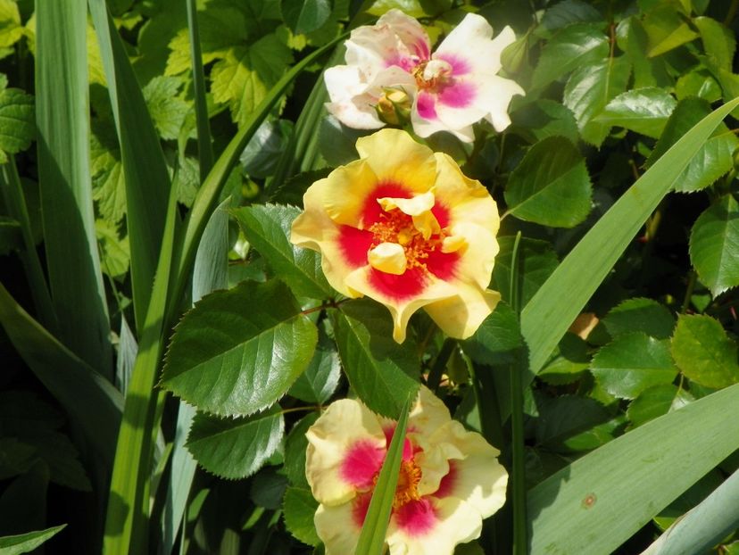 3 iun (52) - Trandafiri 2019