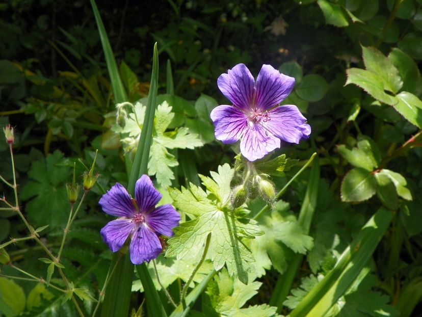 3 iun (56) - Geranium 2019