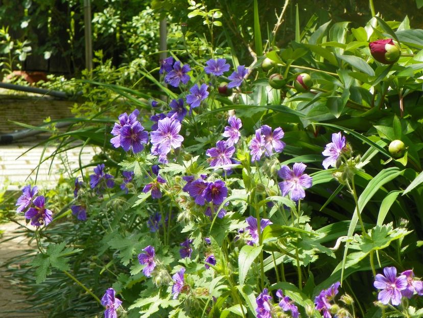 3 iun (60) - Geranium 2019