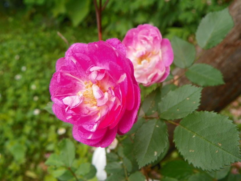 3 iun (121) - Trandafiri 2019