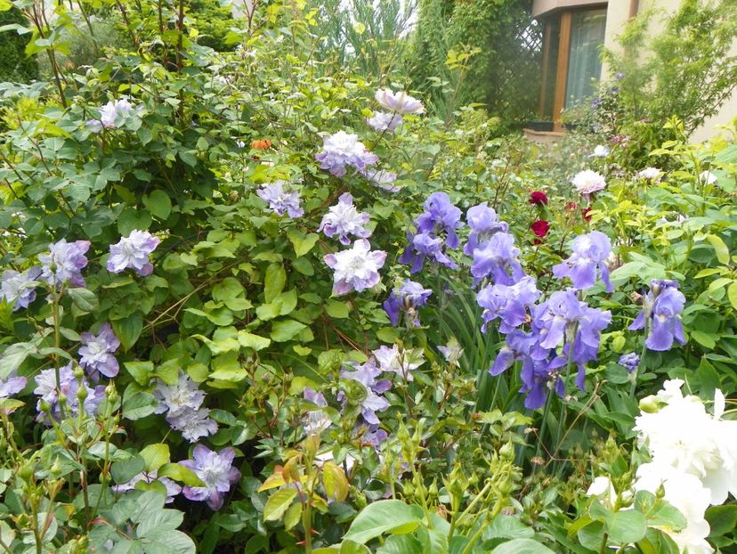 3 iun (16) - Gradina 2019