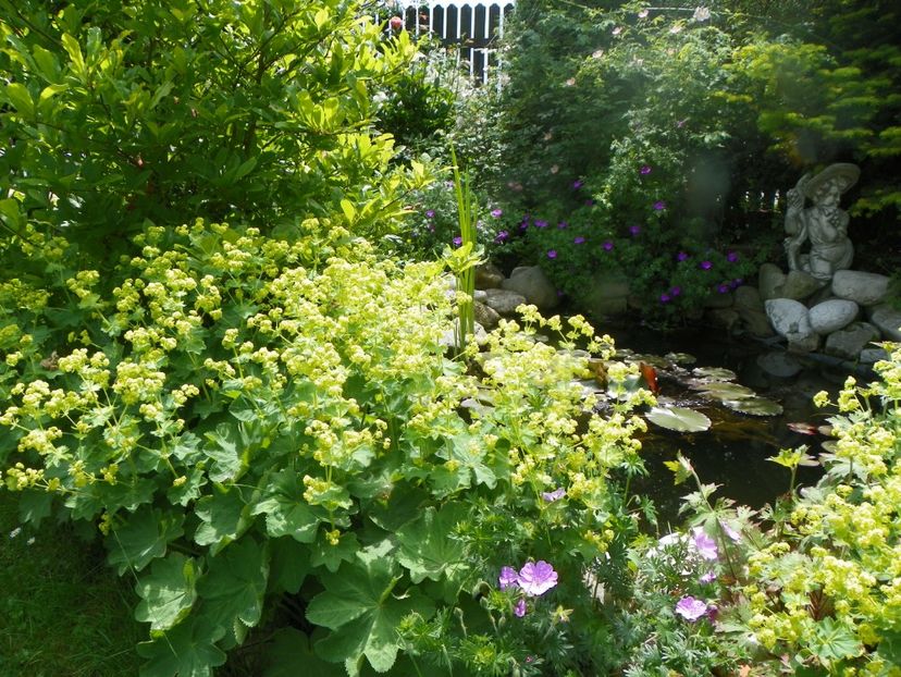 3 iun (50) - Gradina 2019