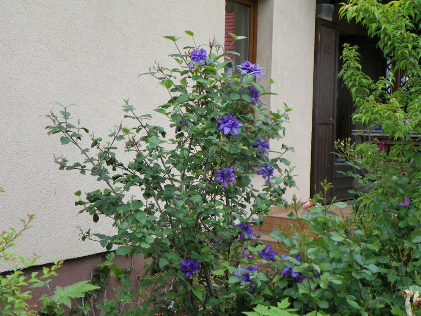 3 iun (75) - Gradina 2019