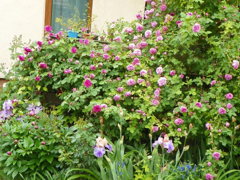 3 iun (104) - Gradina 2019