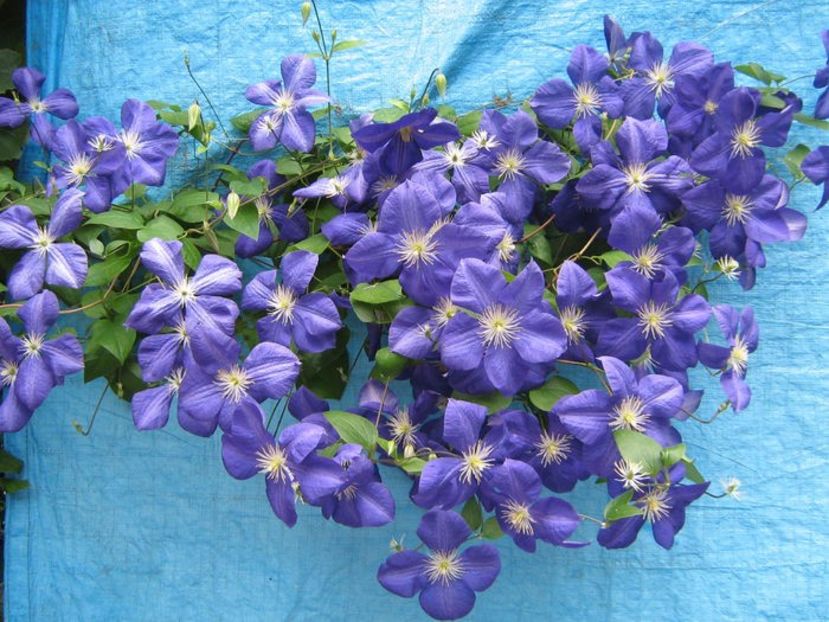 104296797 (1) - MUKY_ ceva special