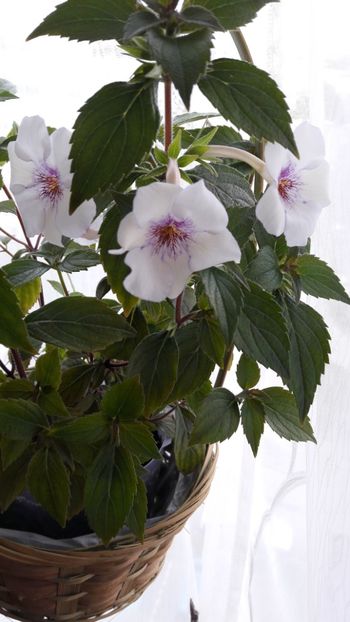  - 10 Achimenes 2019