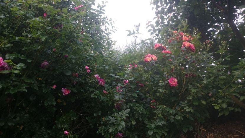  - Flori si trandafiri 2019 - 2