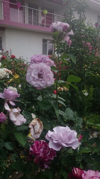  - Flori si trandafiri 2019 - 2