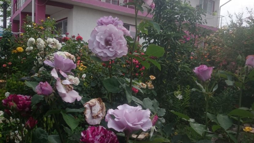  - Flori si trandafiri 2019 - 2