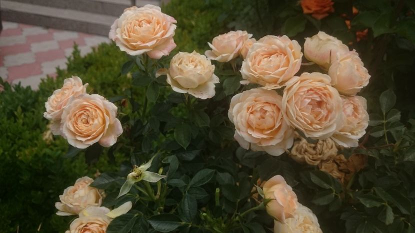  - Flori si trandafiri 2019 - 2