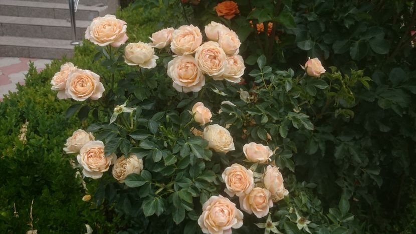  - Flori si trandafiri 2019 - 2