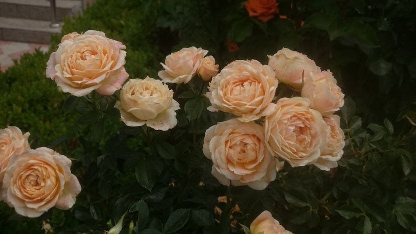  - Flori si trandafiri 2019 - 2