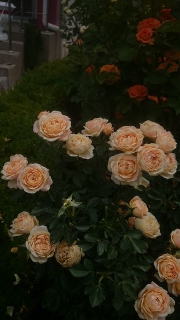  - Flori si trandafiri 2019 - 2