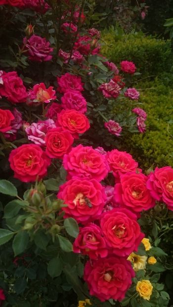  - Flori si trandafiri 2019 - 2