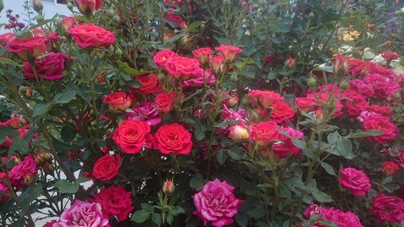  - Flori si trandafiri 2019 - 2